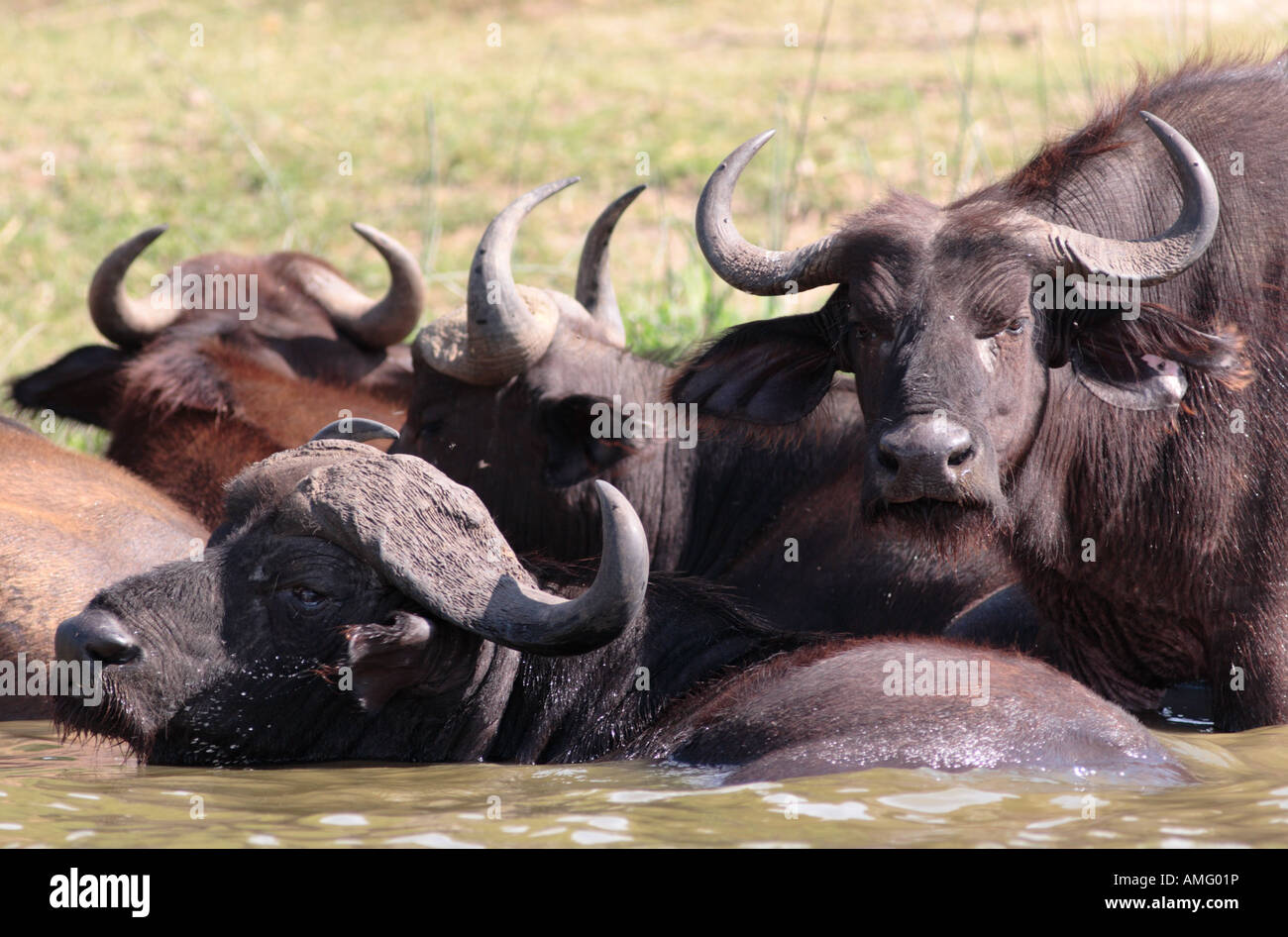 Buffalo bathing, Syncerus caffer Stock Photo
