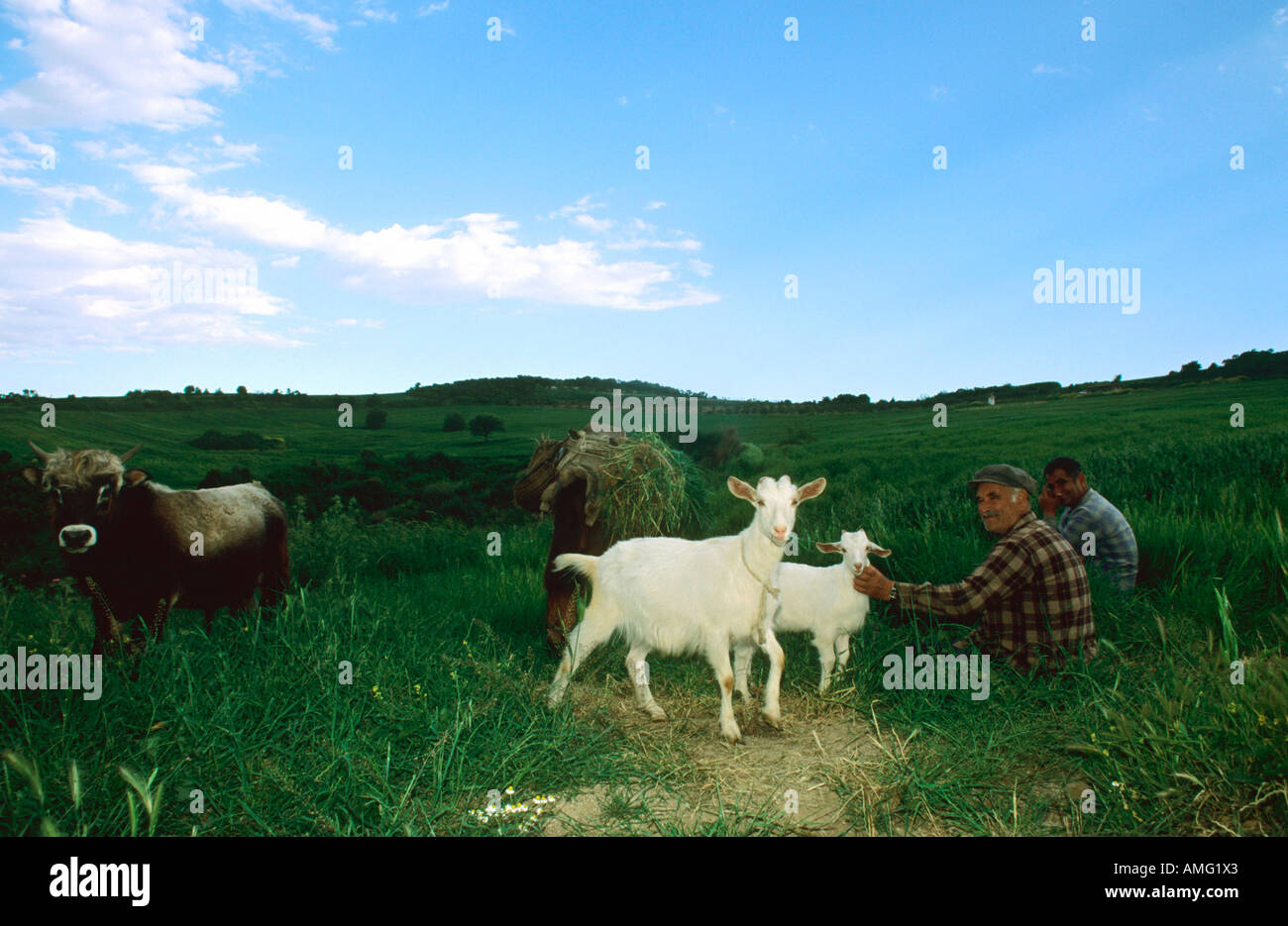 Griechenland, Chalkidiki, Athos, Ierissos, Männer mit Ziegen südlich von Ierissos bei Nea Roda, Stock Photo