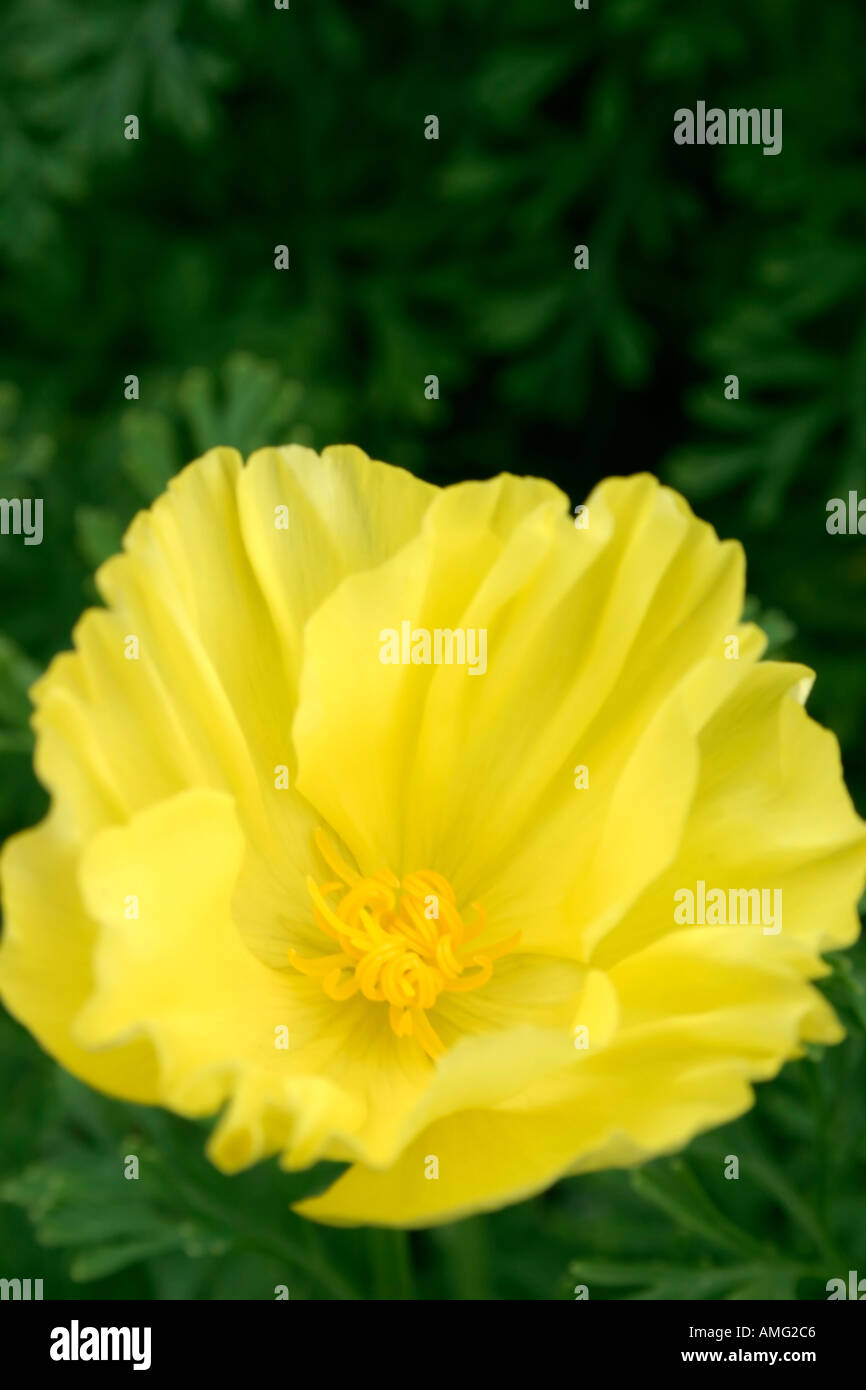 Flower of annual garden plant Eschscholzia californica Thai Lemon Silk Stock Photo