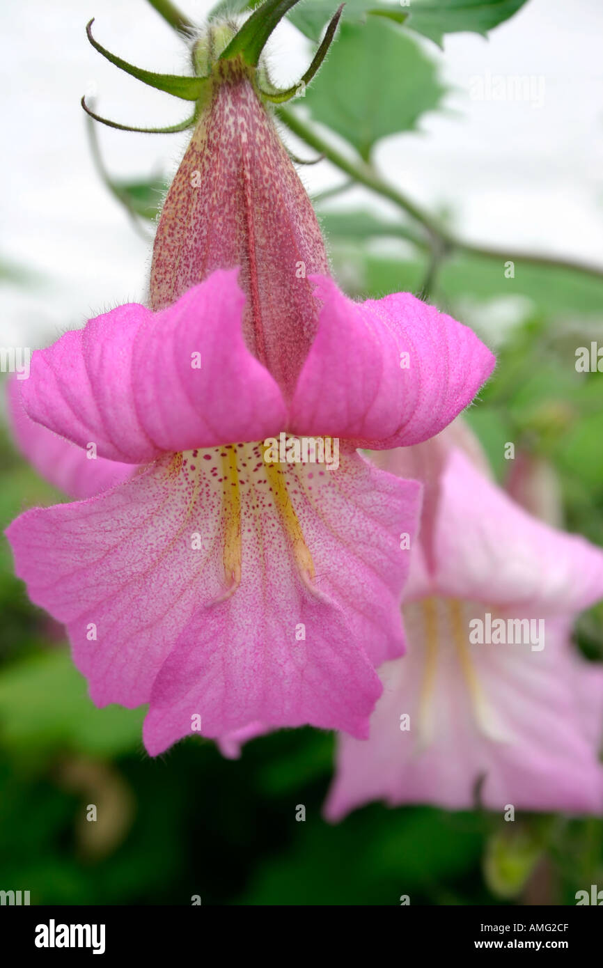 Flowers of plant Rehmannia elata or Chinese foxglove This is a ...