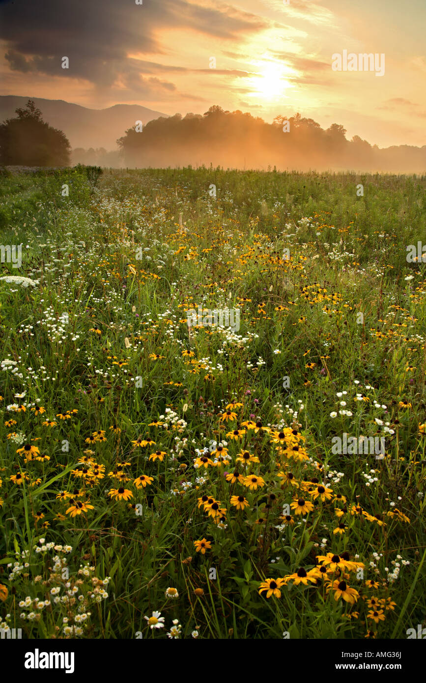 Summer wildflowers in sunrise hi-res stock photography and images - Alamy
