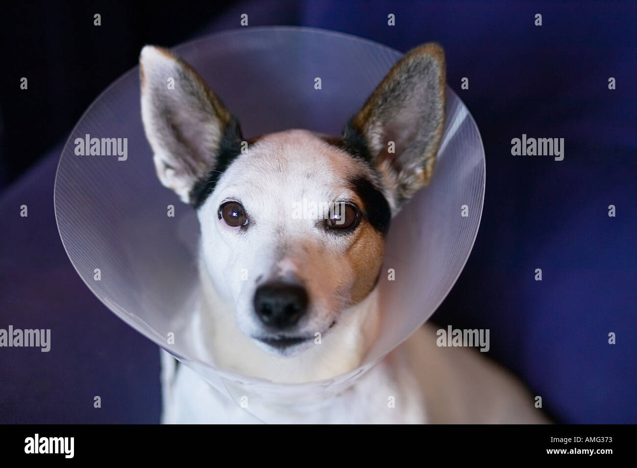 Sad Jack Russell Dog With Cone On Head To Stop It Licking Wound After Operation Stock Photo Alamy