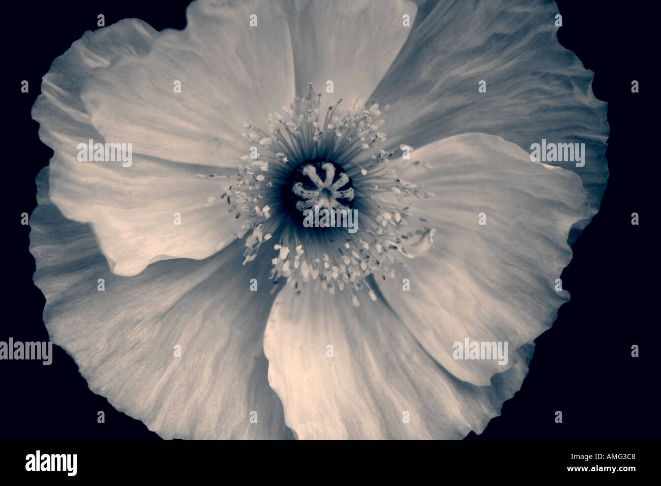 Black and white poppies hi-res stock photography and images - Alamy