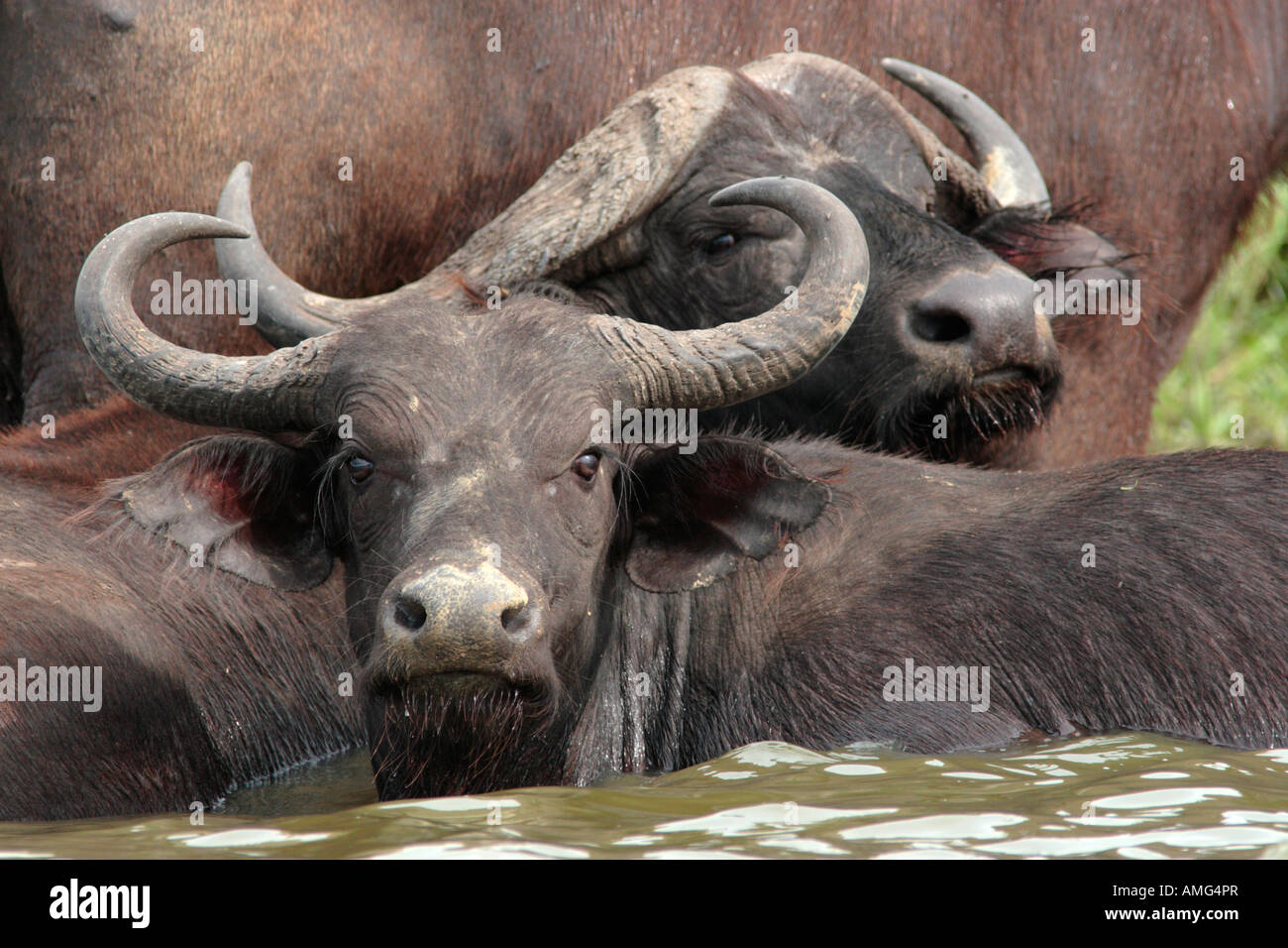 Buffalo wallowing, Syncerus caffer Stock Photo