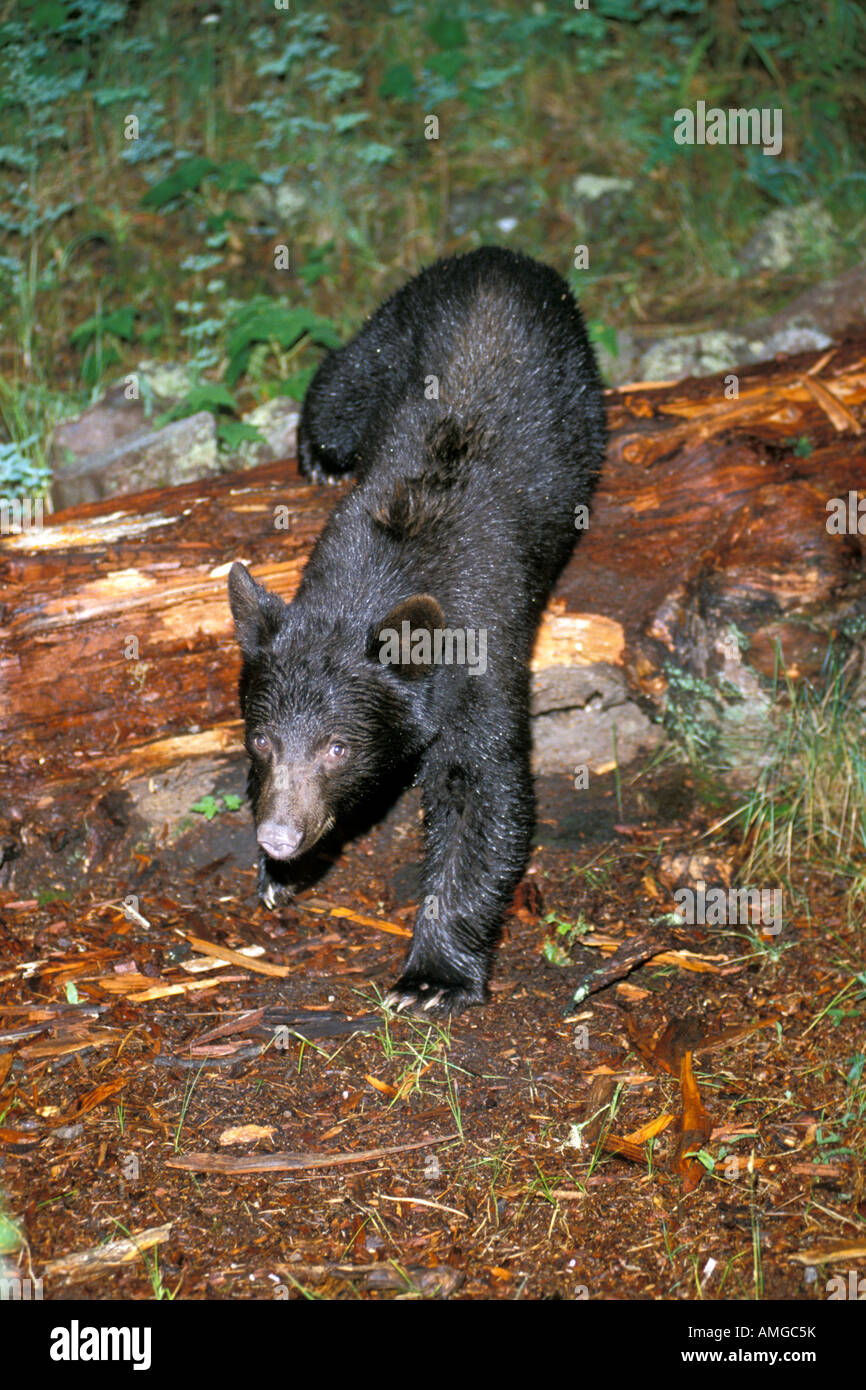 Black Bear Ursus americanus New Mexico United States August Immature ...