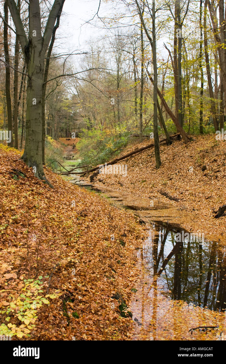 Meandering brook in fall Stock Photo Alamy