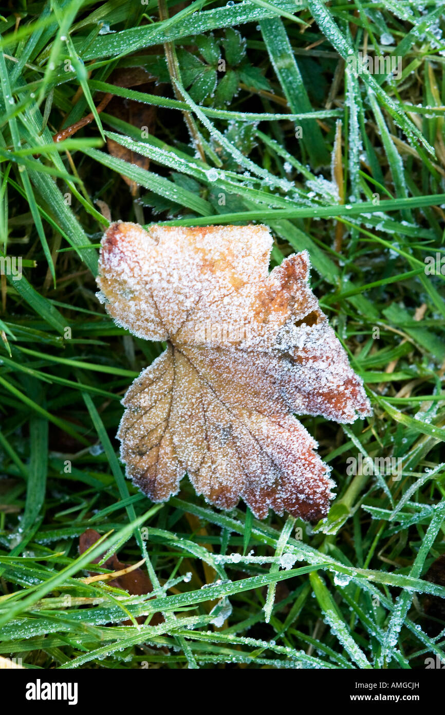 Leaf of strawberry hi-res stock photography and images - Alamy