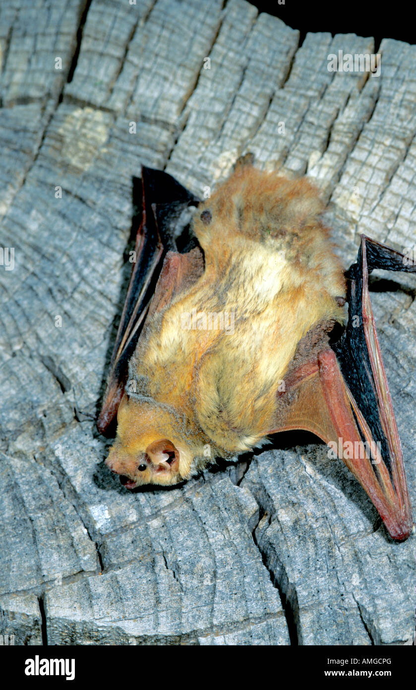 Western Red Bat Lasiurus blossevillii Chiricahua Mountains Arizona United States May Adult Male Vespertilionidae Stock Photo