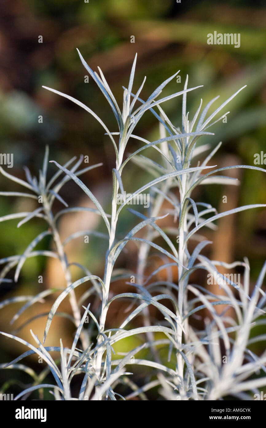 Curry plant, Helichrysum angustifolium Stock Photo