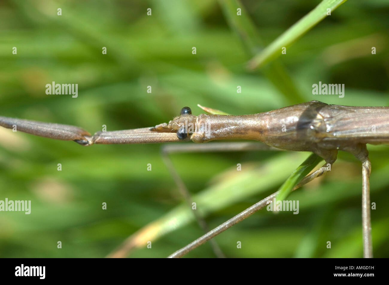 Water stick insect unusually found on dry land probably migrating to new body of water Stock Photo