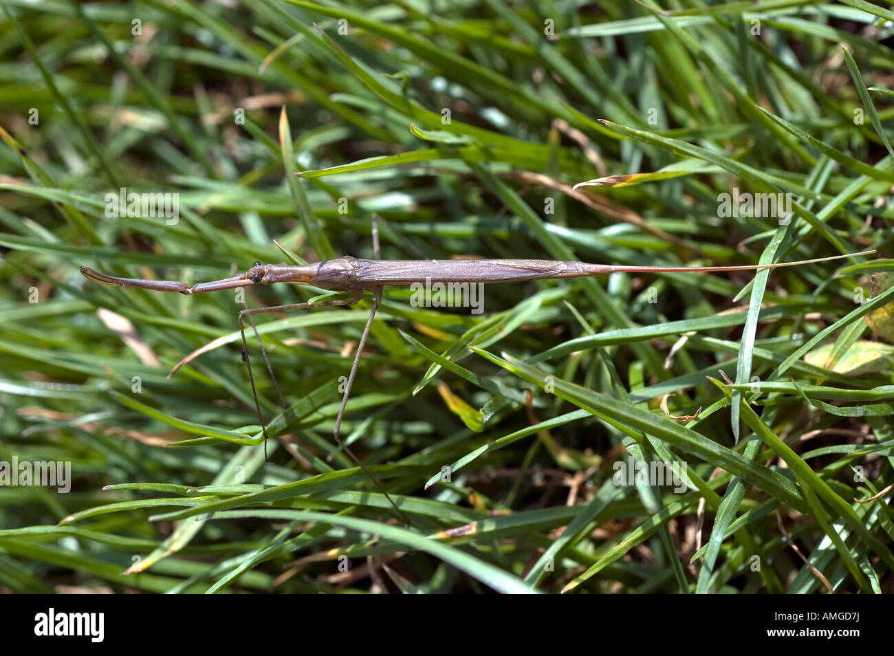 Water stick insect unusually found on dry land probably migrating to new body of water Stock Photo