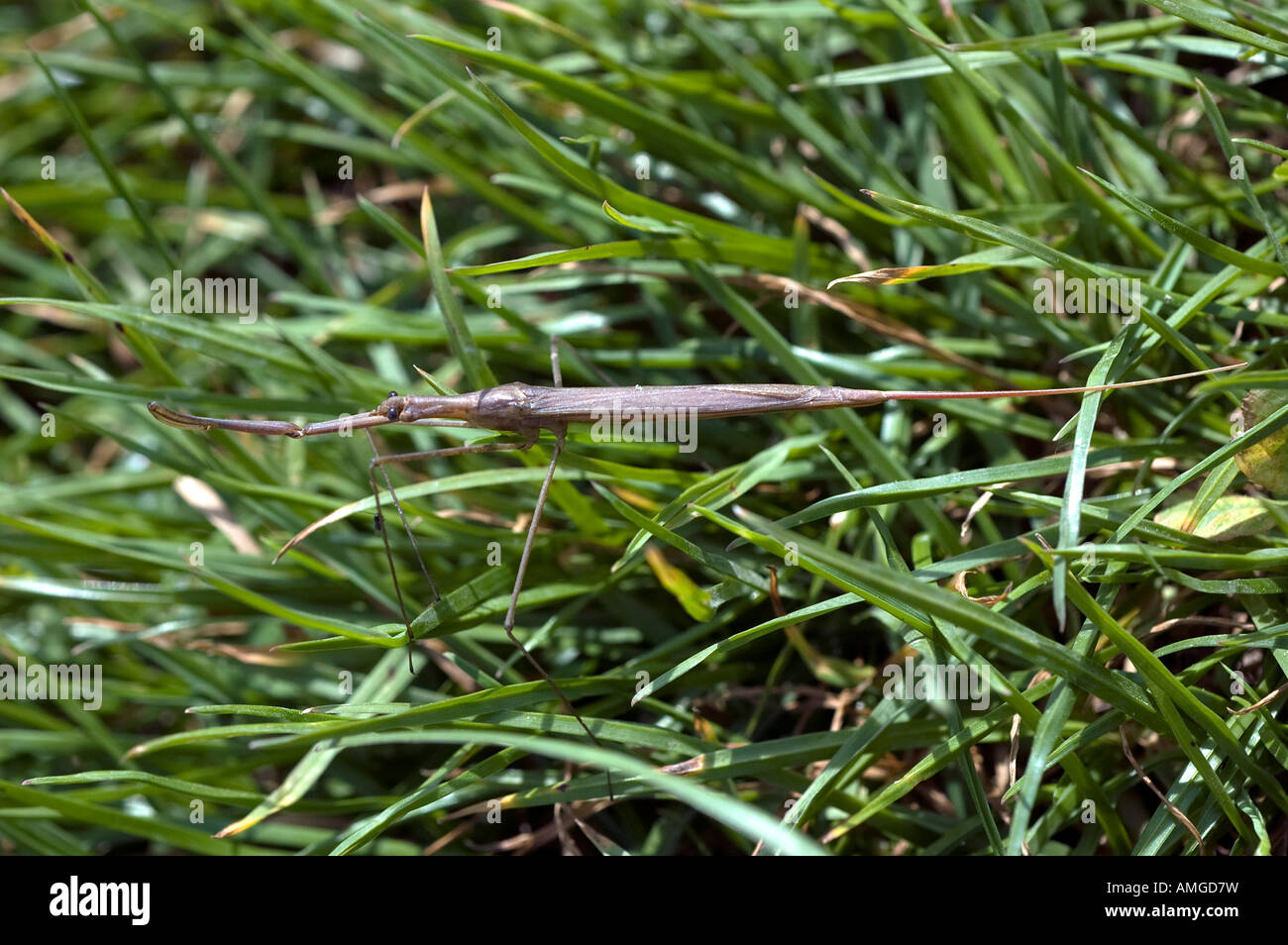 Water stick insect unusually found on dry land probably migrating to new body of water Stock Photo