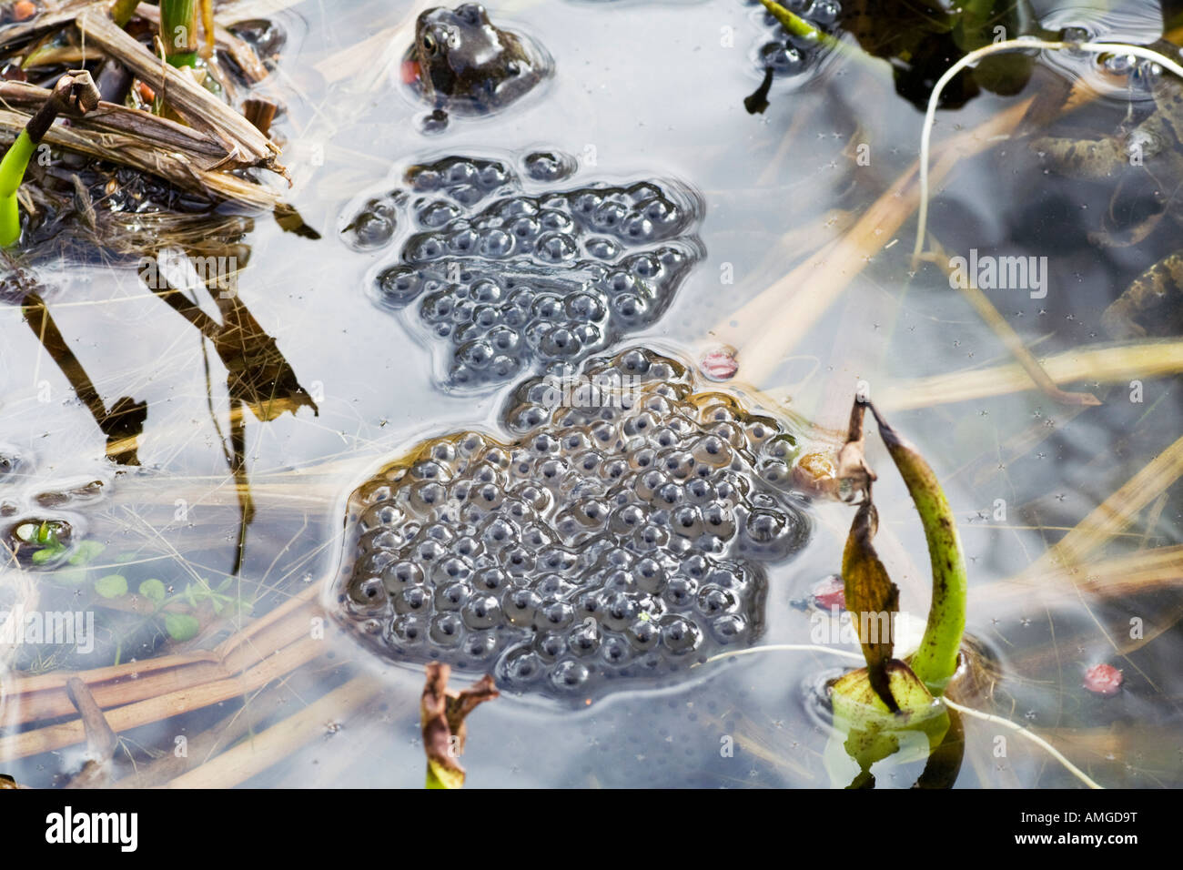 Frog eggs in pond Stock Photo