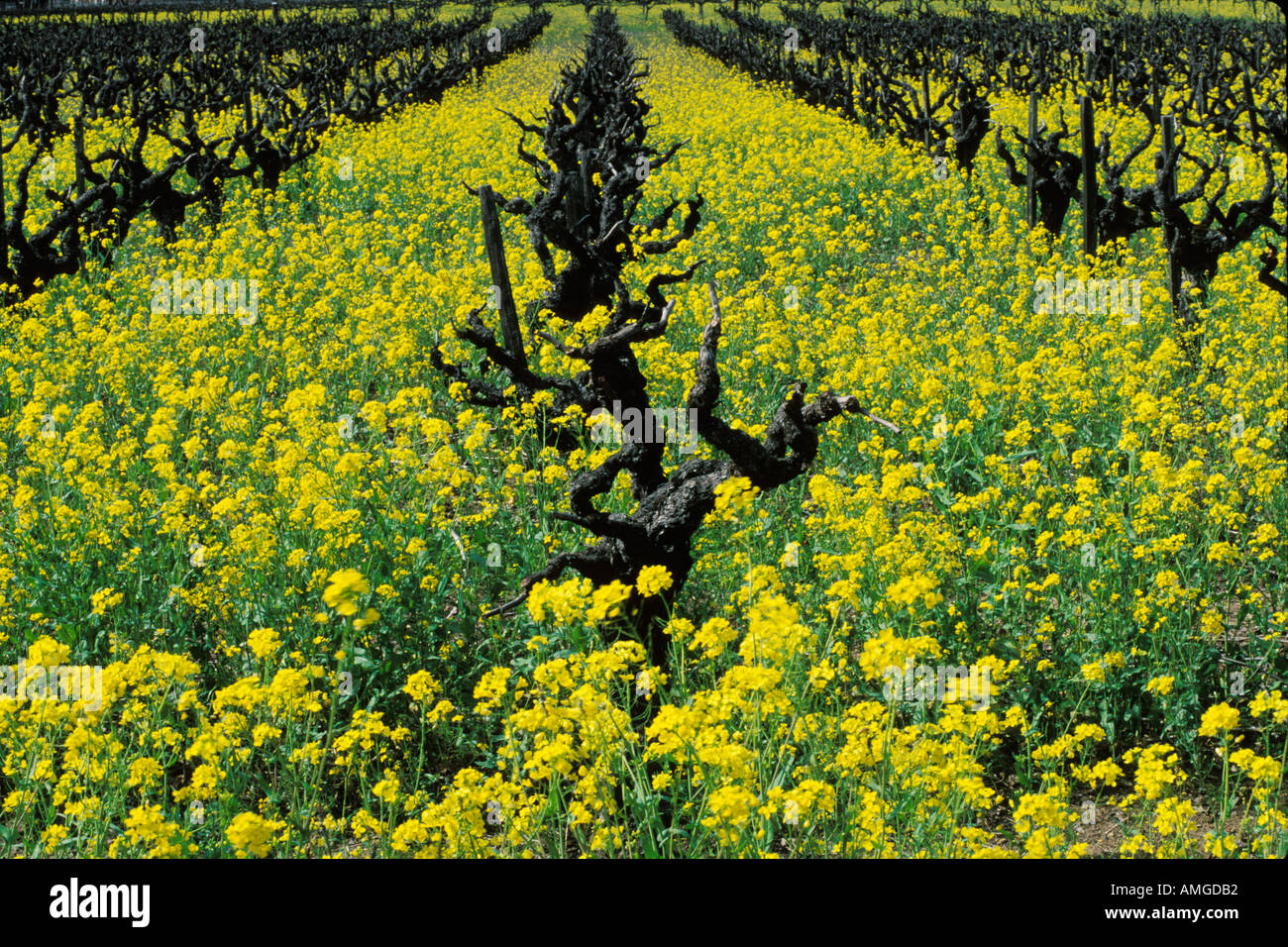 California, Napa County, Vineyards and mustard flowers Stock Photo Alamy