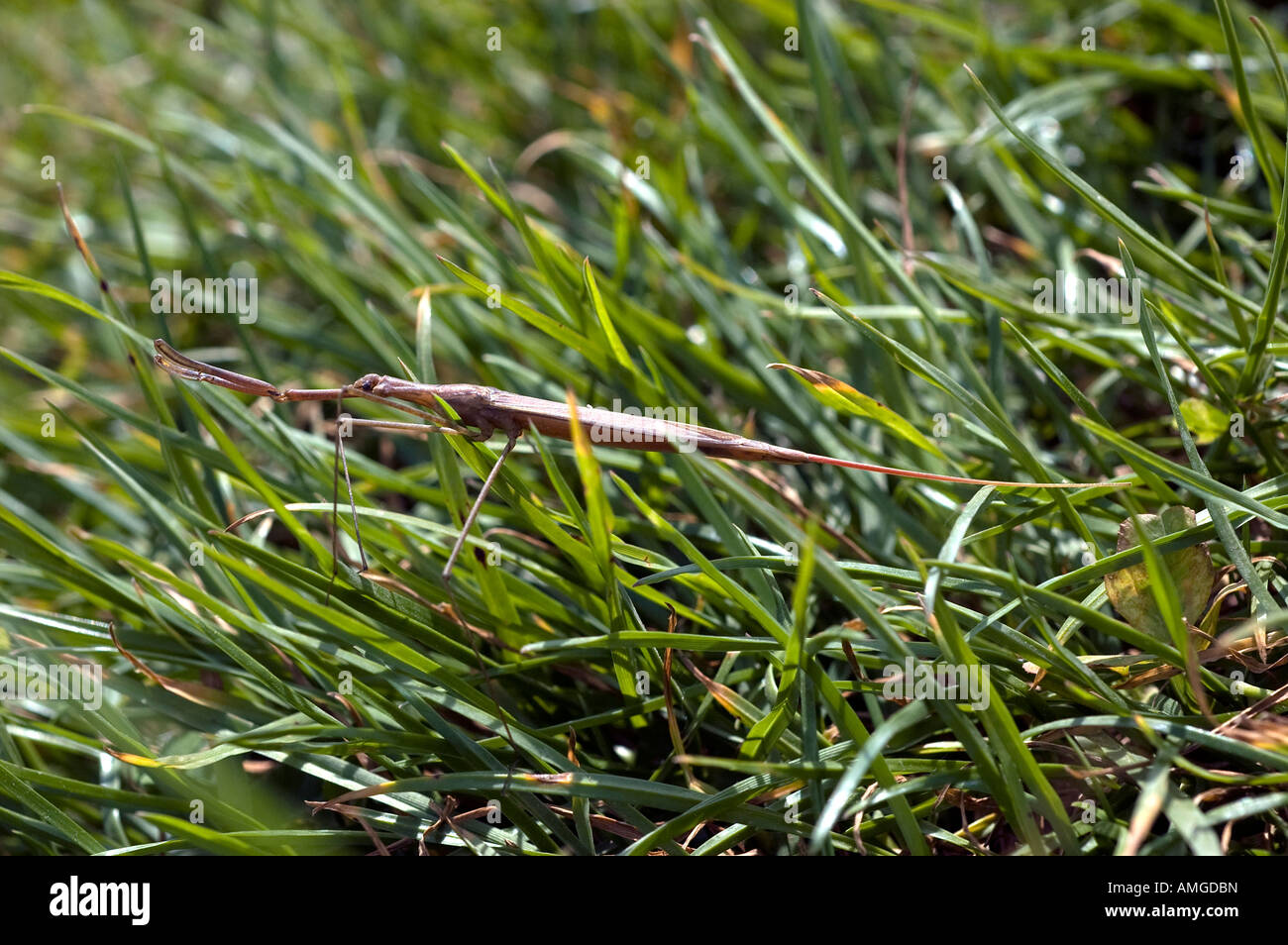 Water stick insect unusually found on dry land probably migrating to new body of water Stock Photo