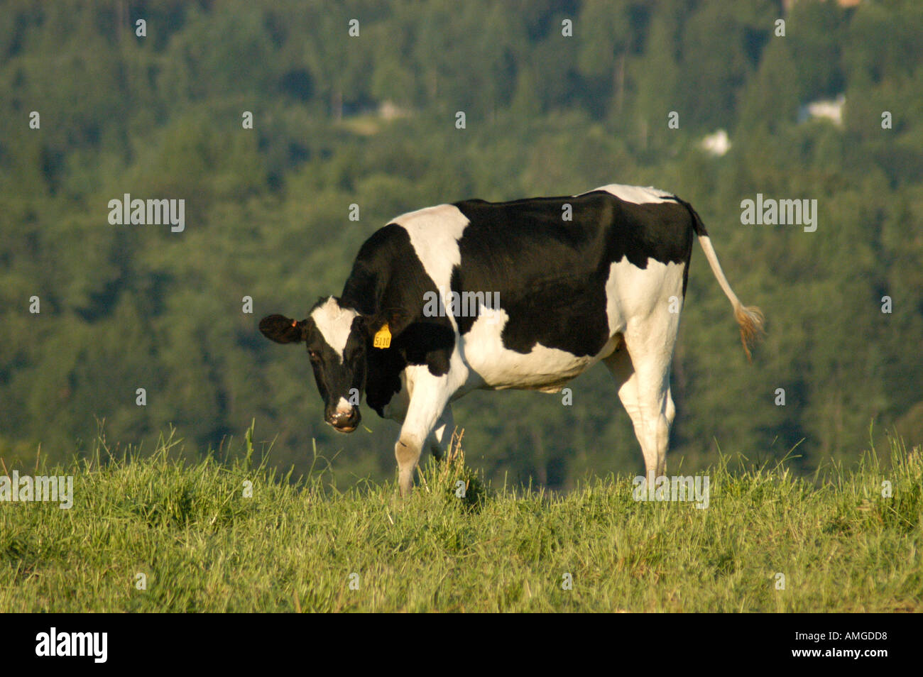 Dairy Cow bovine farm pasture holstein Stock Photo - Alamy