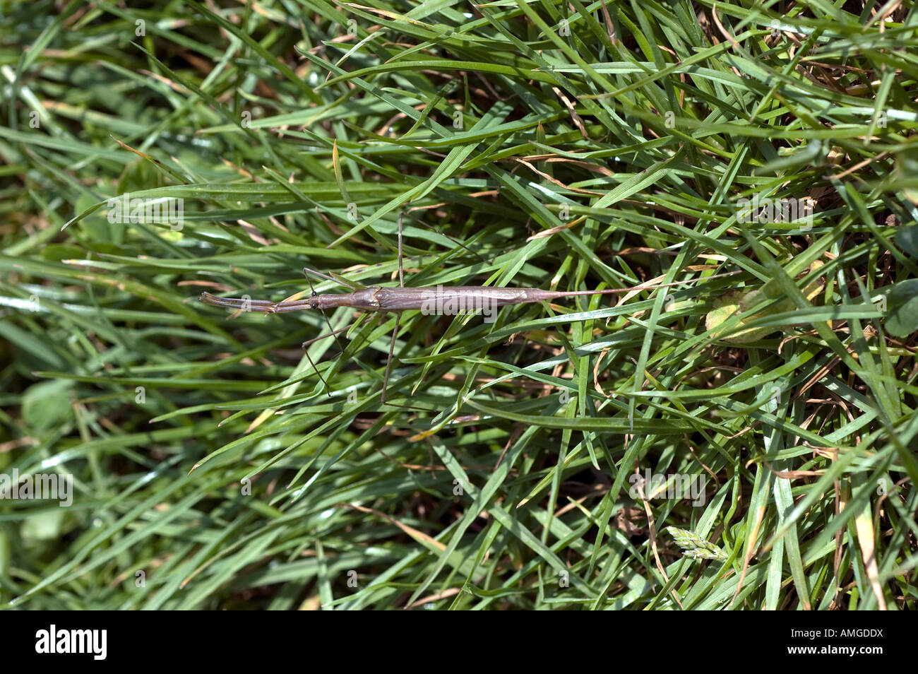 Water stick insect unusually found on dry land probably migrating to new body of water Stock Photo