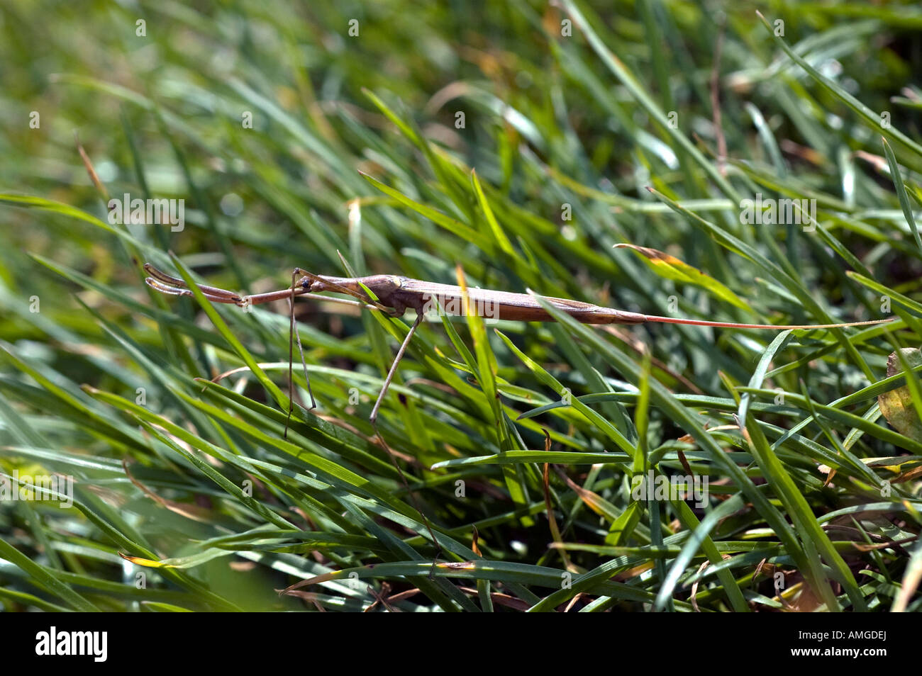 Water stick insect unusually found on dry land probably migrating to new body of water Stock Photo