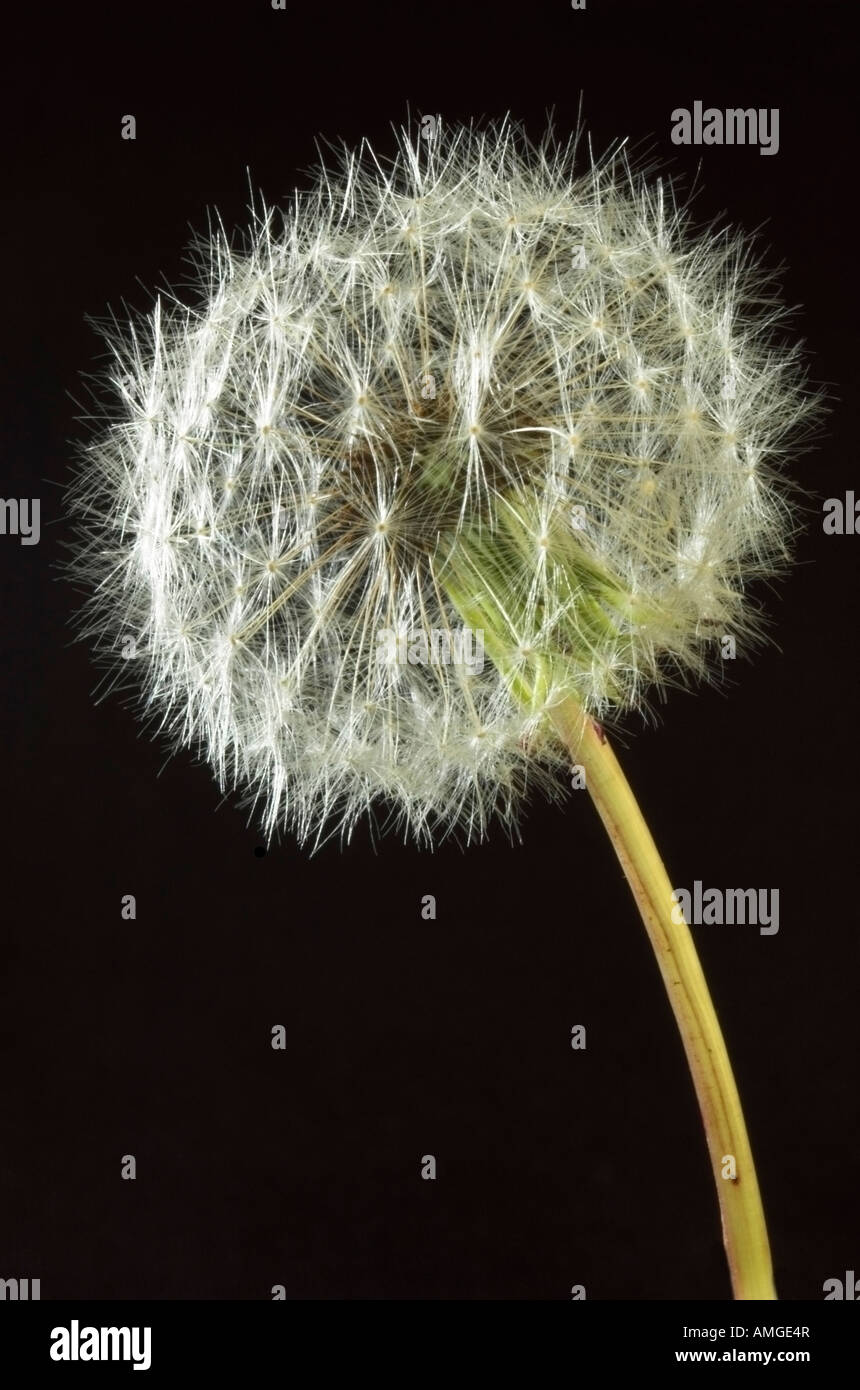 A Dandelion Clock Stock Photo Alamy