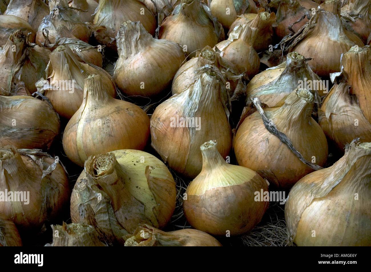 Onions and shallots drying off Stock Photo Alamy