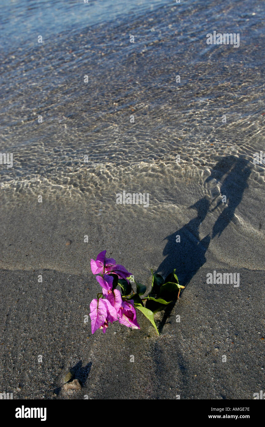 A purple flower in the sand of Santa Eulalia beach Ibiza Balearic Islands Spain Nano Calvo VWPics com Stock Photo