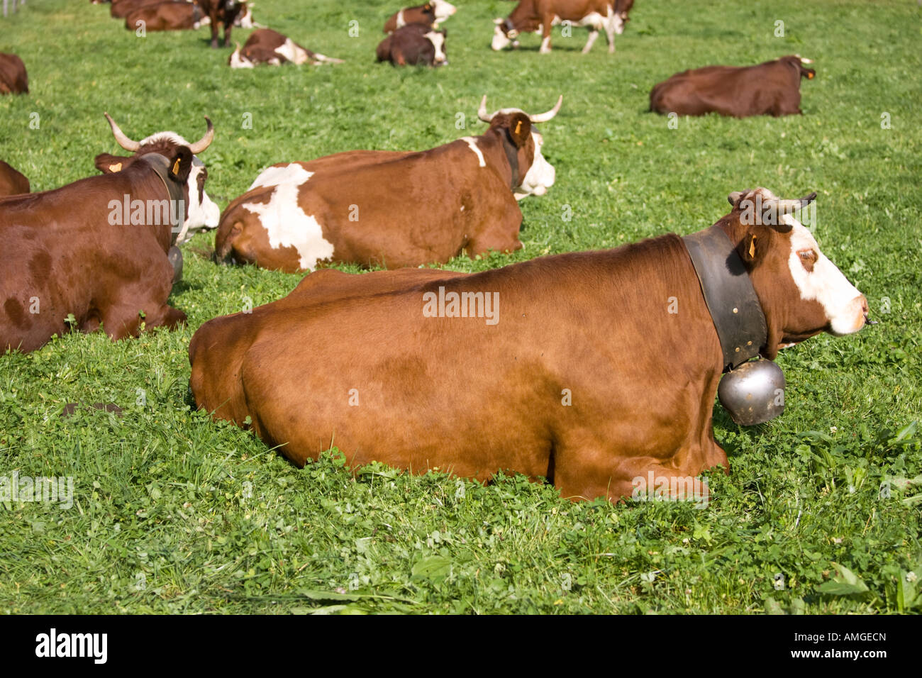 Abondance cattle in low pasture in French Alps Stock Photo