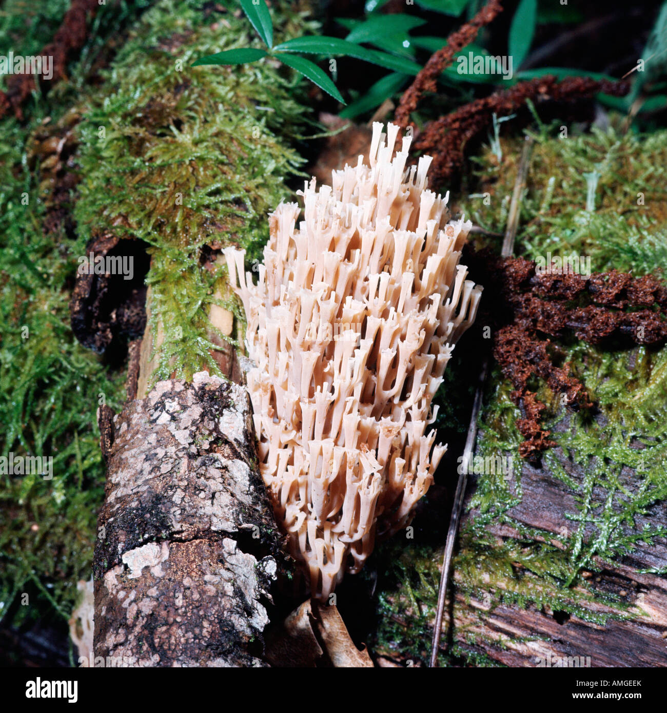 champignon Coral fungus Ramaria formosa clavaire jolie non comestible Mycobiota Fungi Eumycota Basidiomycotina Hymenomycetes Cla Stock Photo
