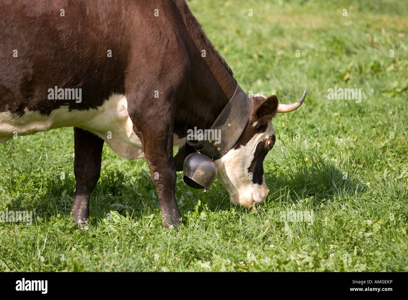 Abondance cattle in low pasture in French Alps Stock Photo