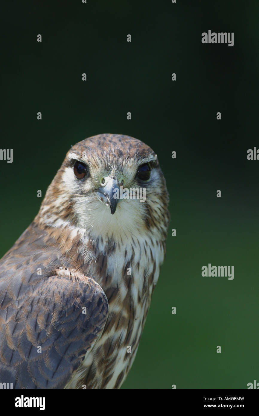 Merlin Falco columbarius close-up of head Stock Photo