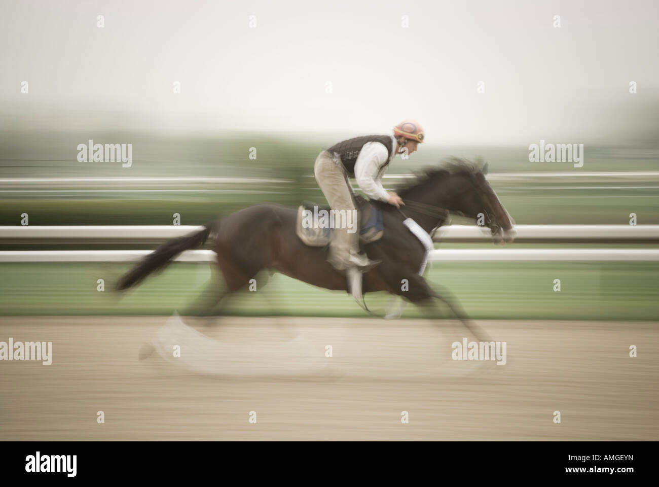 Warming up the thoroughbreds at Keeneland race track in Lexington, Kentucky. Stock Photo