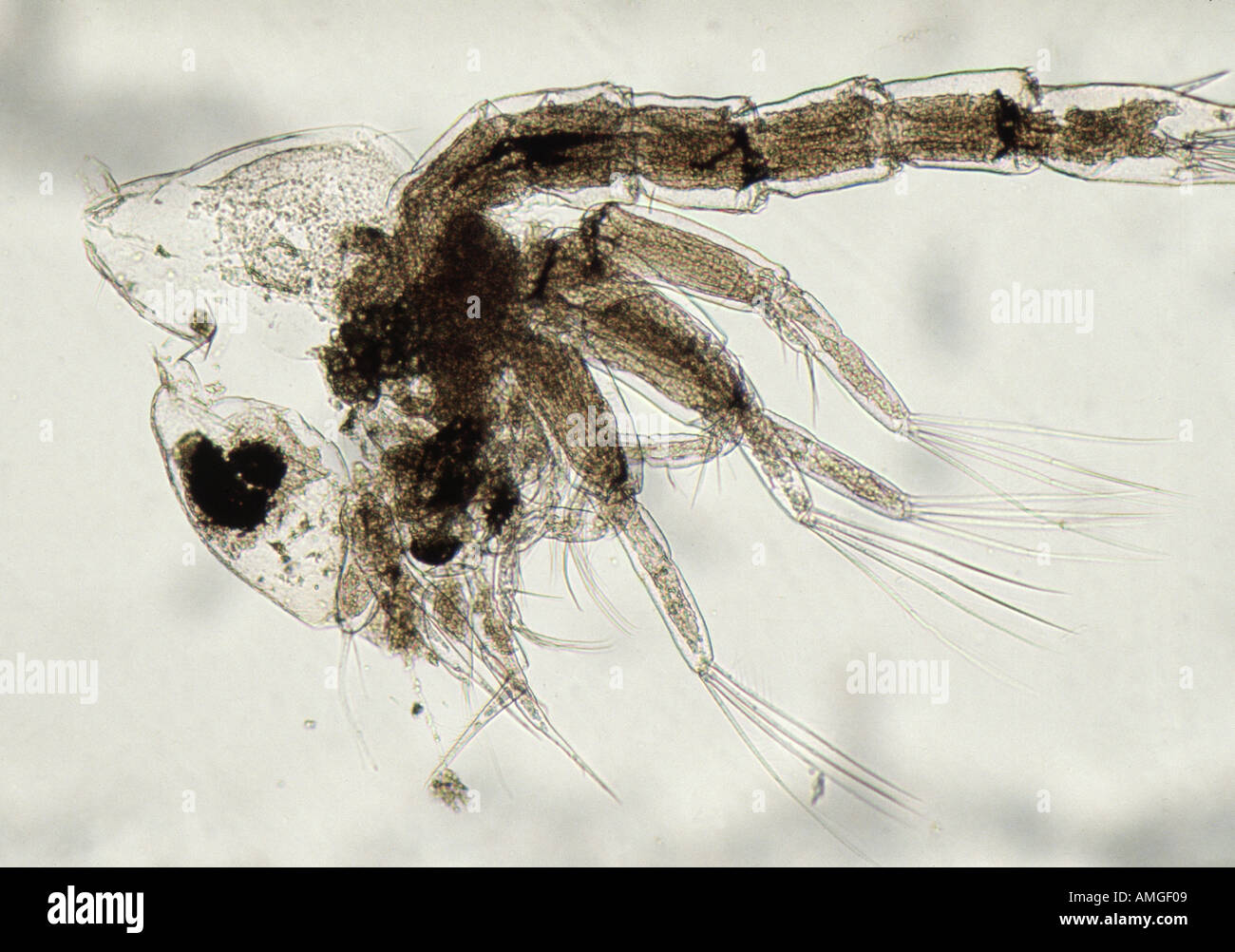 Plankton Crab zoea Larval stage of crab reproduction Kelvin Aitken V W ocean underwater food