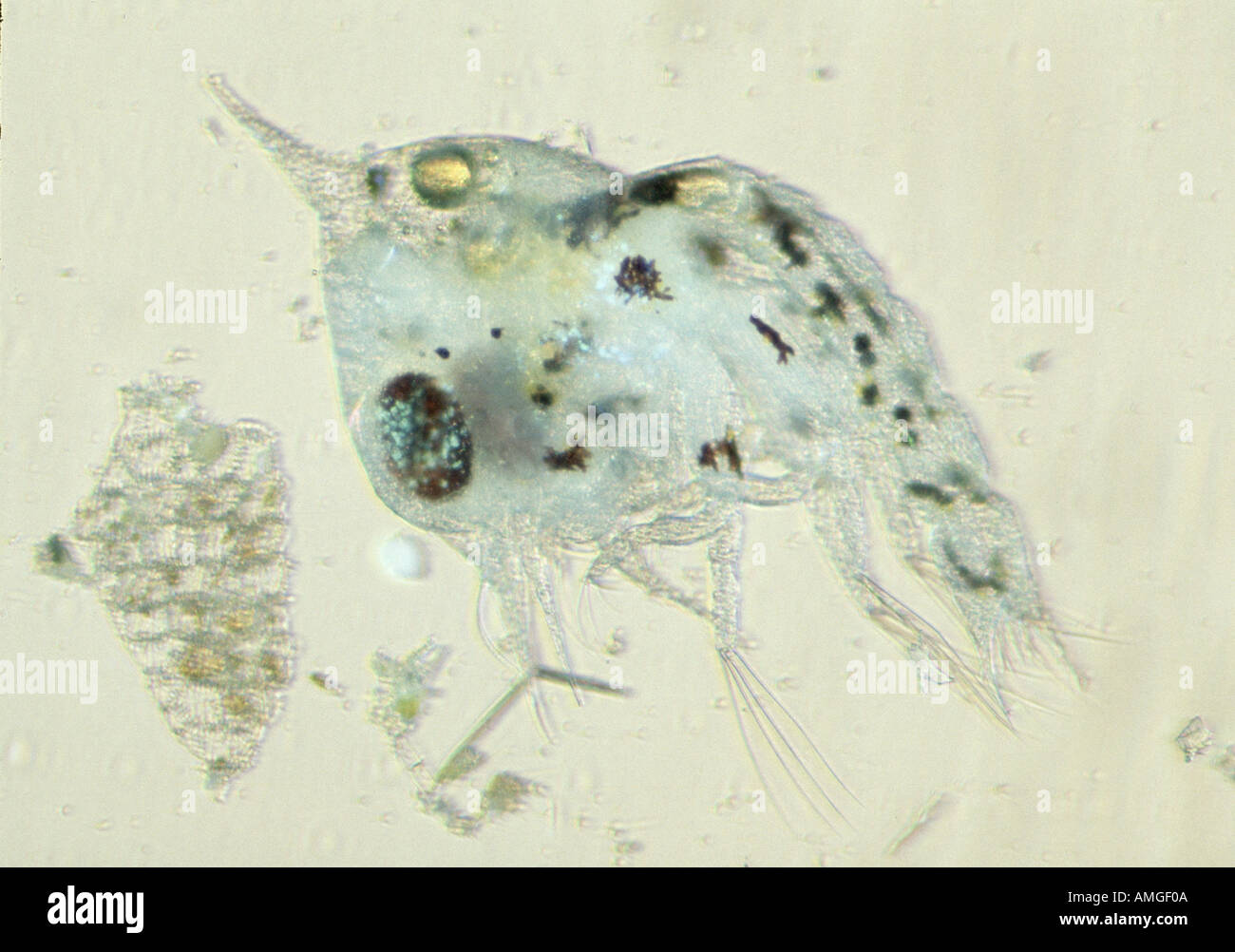 Zoea hires stock photography and images Alamy