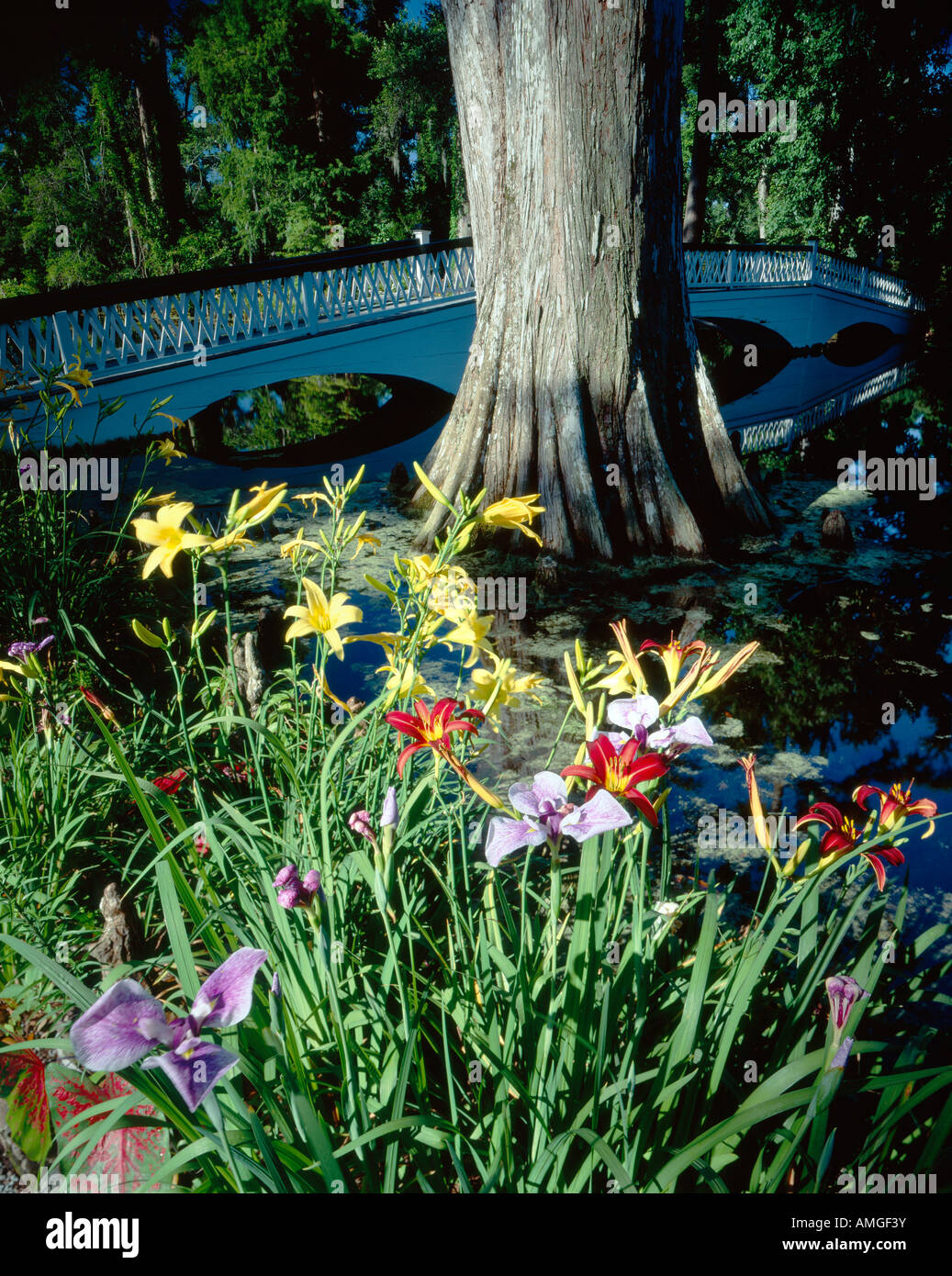 Blue Flags Southern Red Orange Lillies with a bridge and baldcypress tree Magnolia Plantation Gardens, Charleston, South Carolina, USA Stock Photo