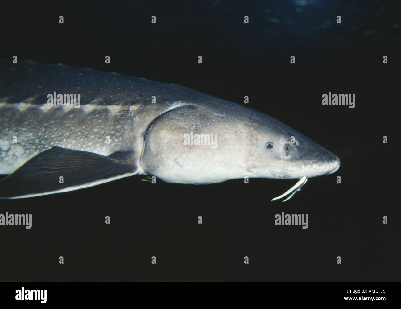 Sturgeon fresh water fish Kelvin Aitken V W underwater fishing sport