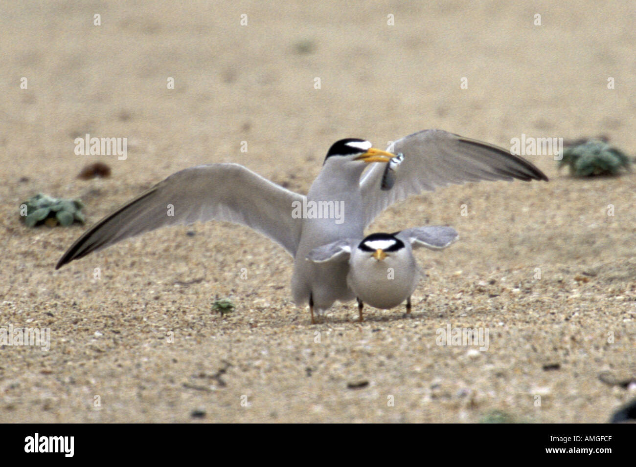 Least Tern male tries to court female with fish endangered Sterna antillarum browni Huntington Beach State Park California Stock Photo