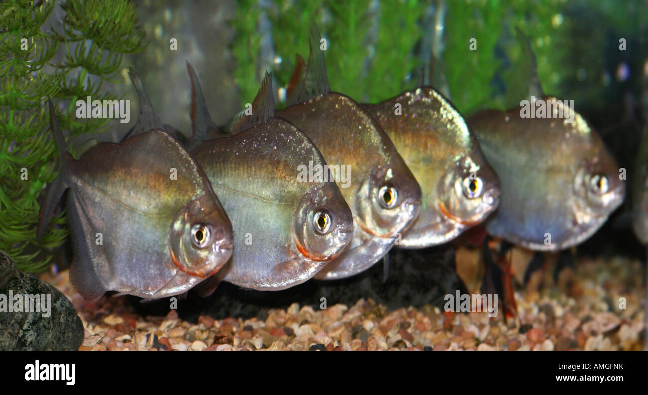Group of silver dollar fish. Stock Photo