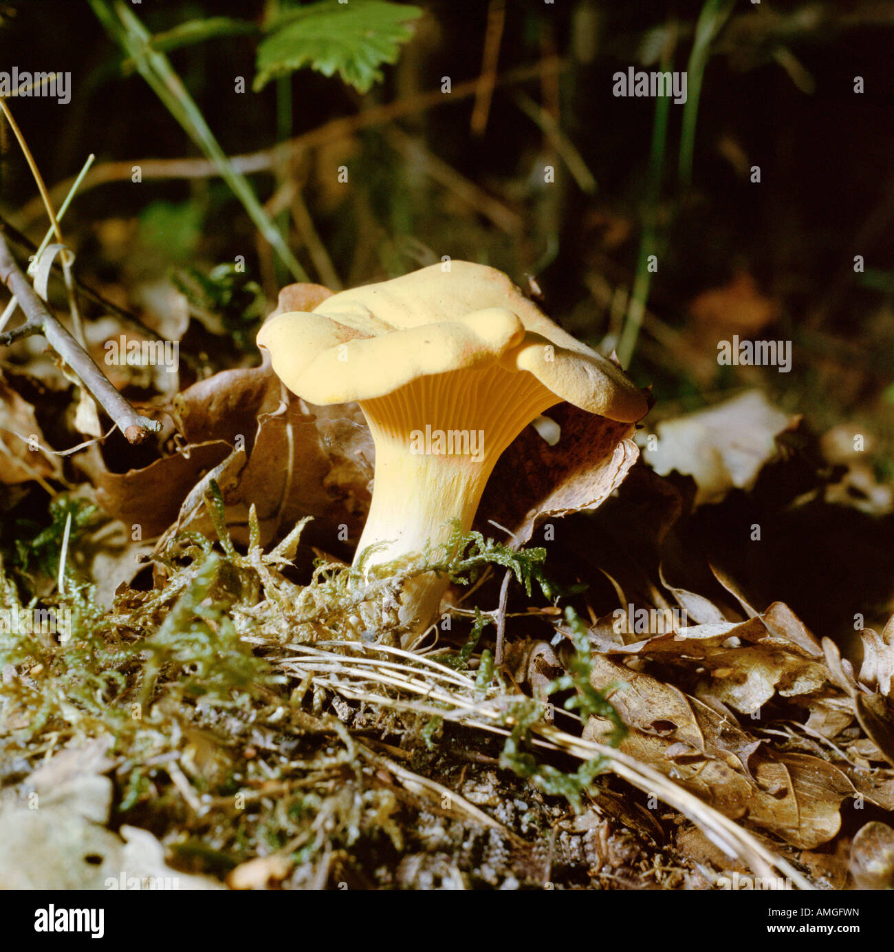 champignon Yellow Chanterelle girolle Cantharellus cibarius comestible