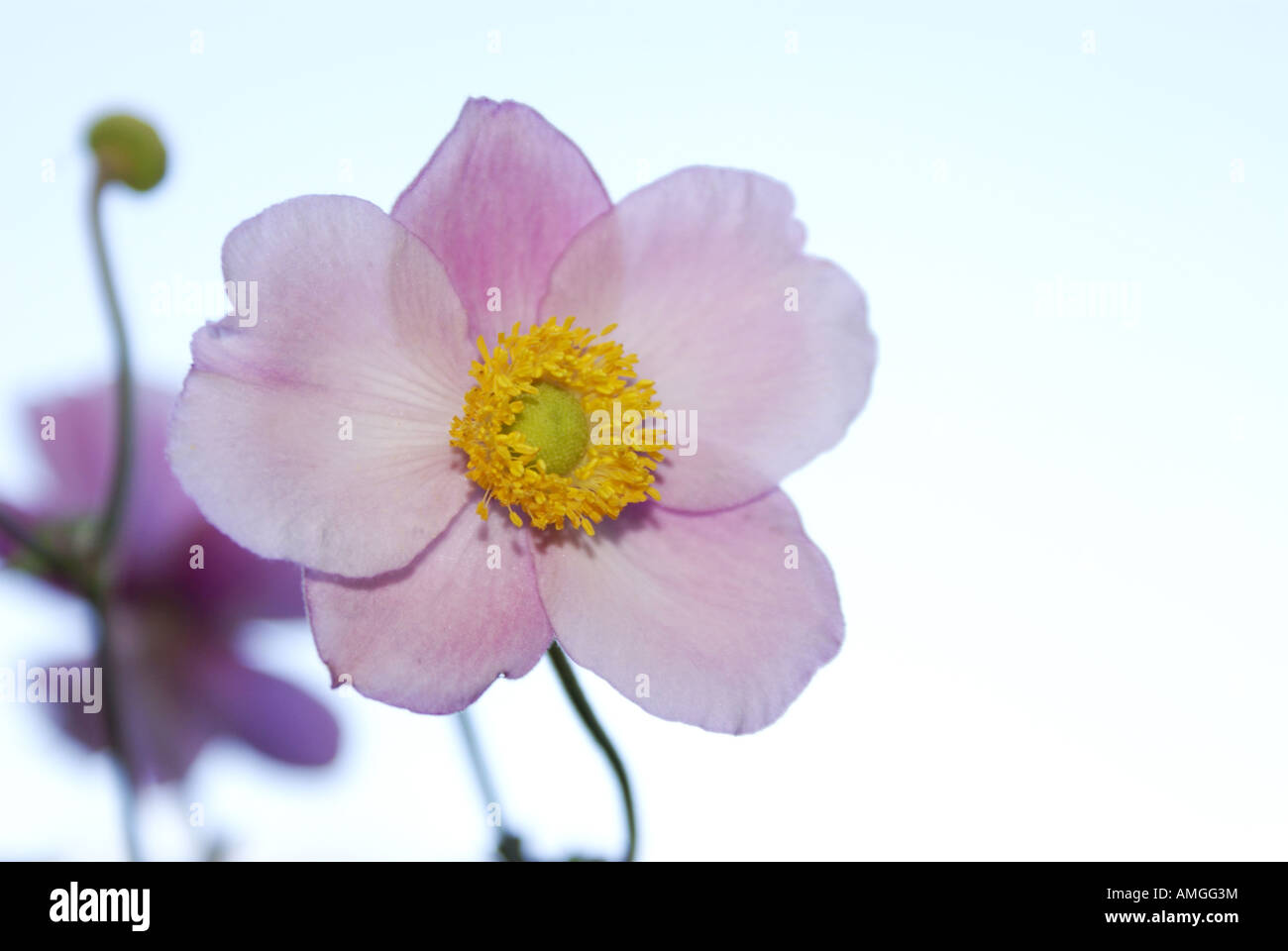 lilac anemone flower against blue skies Stock Photo Alamy