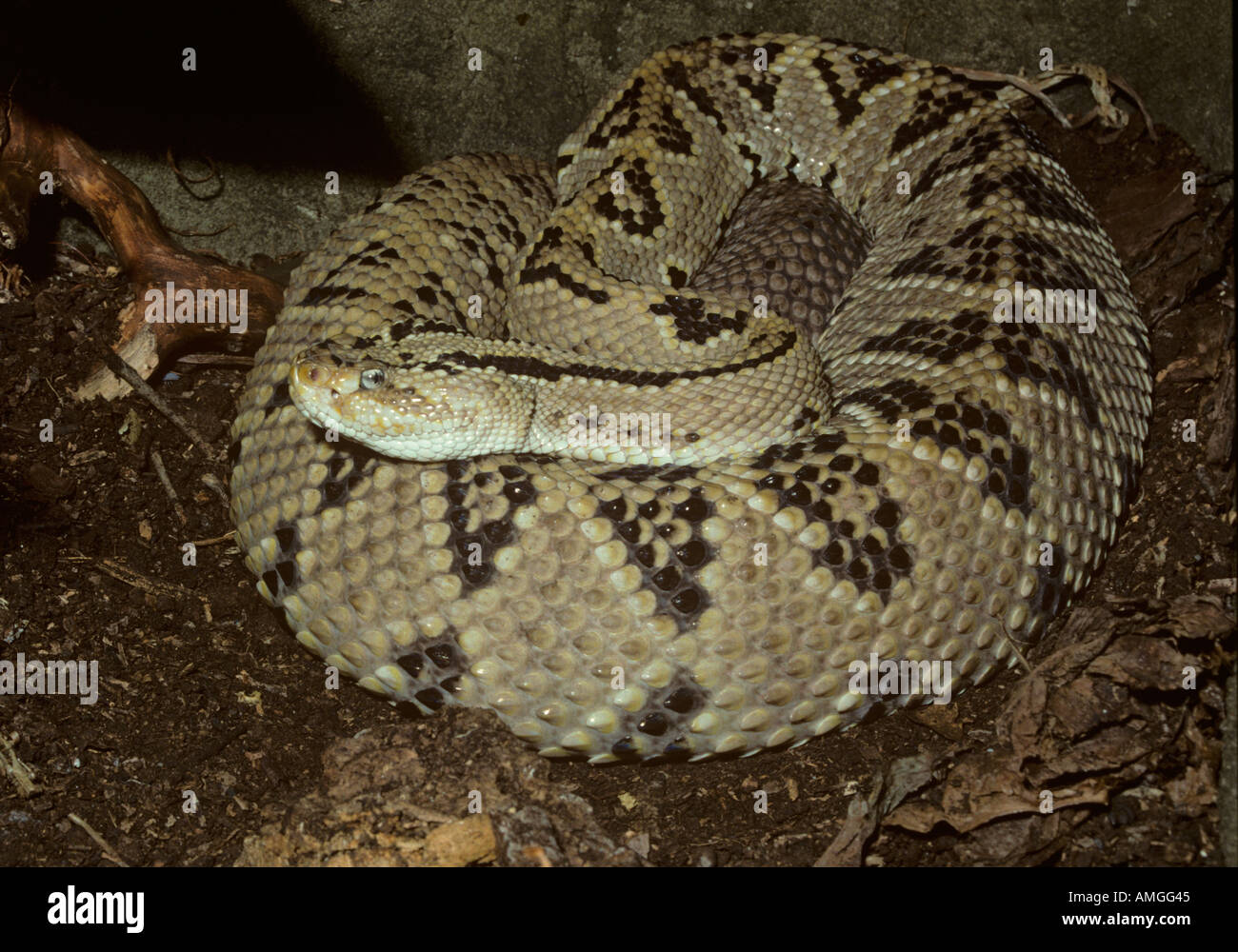 Neo Tropical Rattle Snake Crotalus durissus culminatus Stock Photo