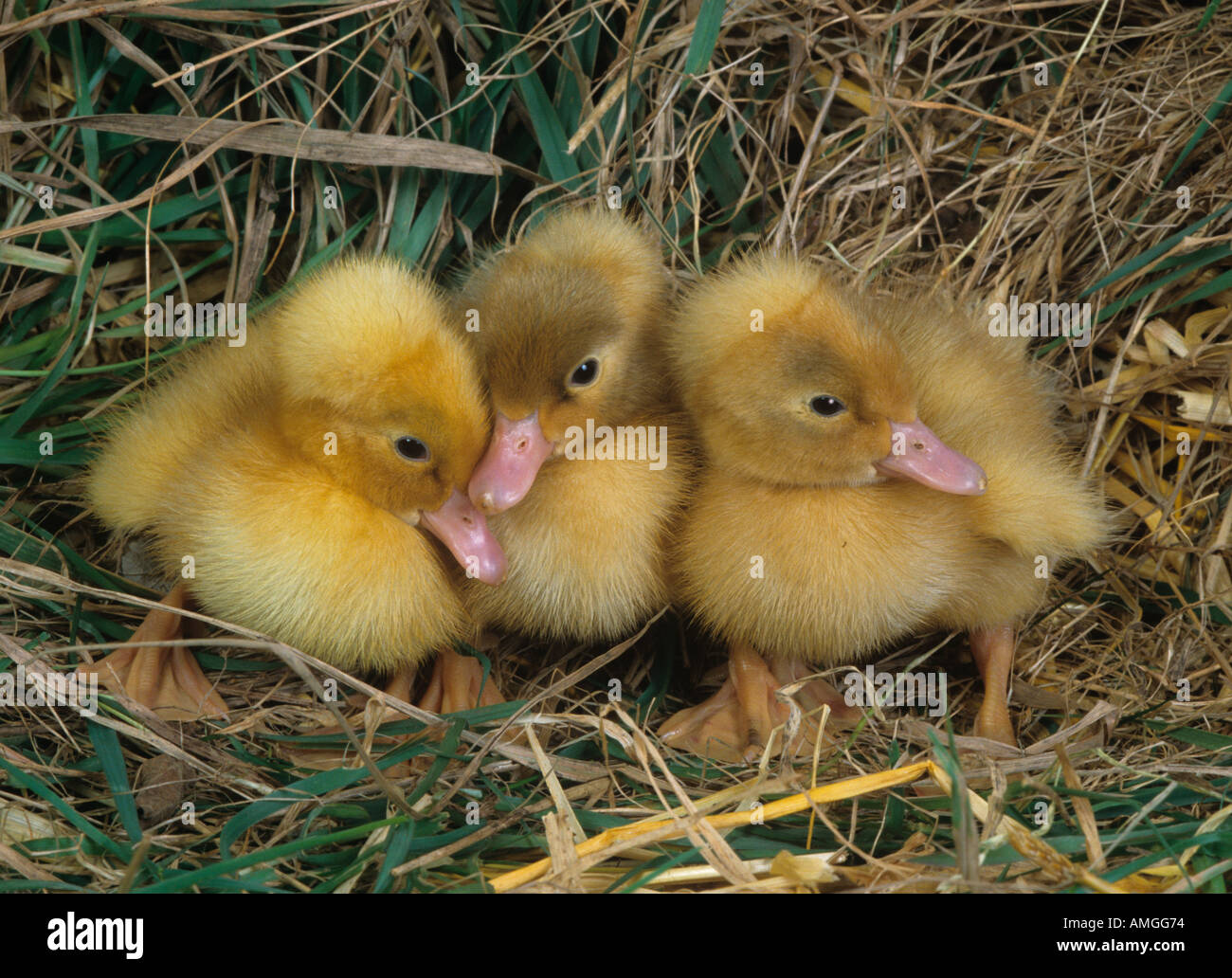 Ducklings row hires stock photography and