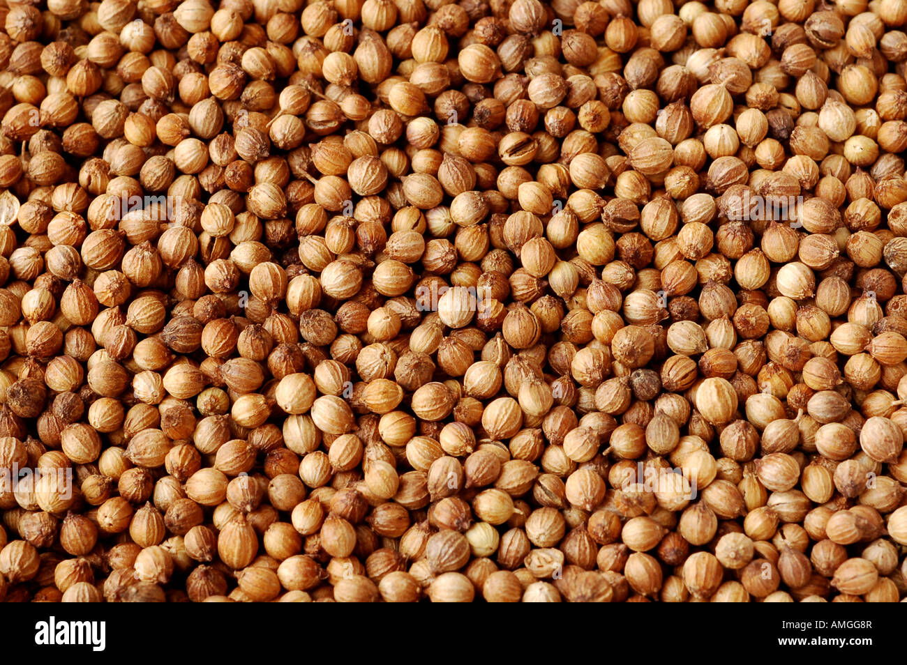 Coriander seeds used in Indian cooking Stock Photo - Alamy