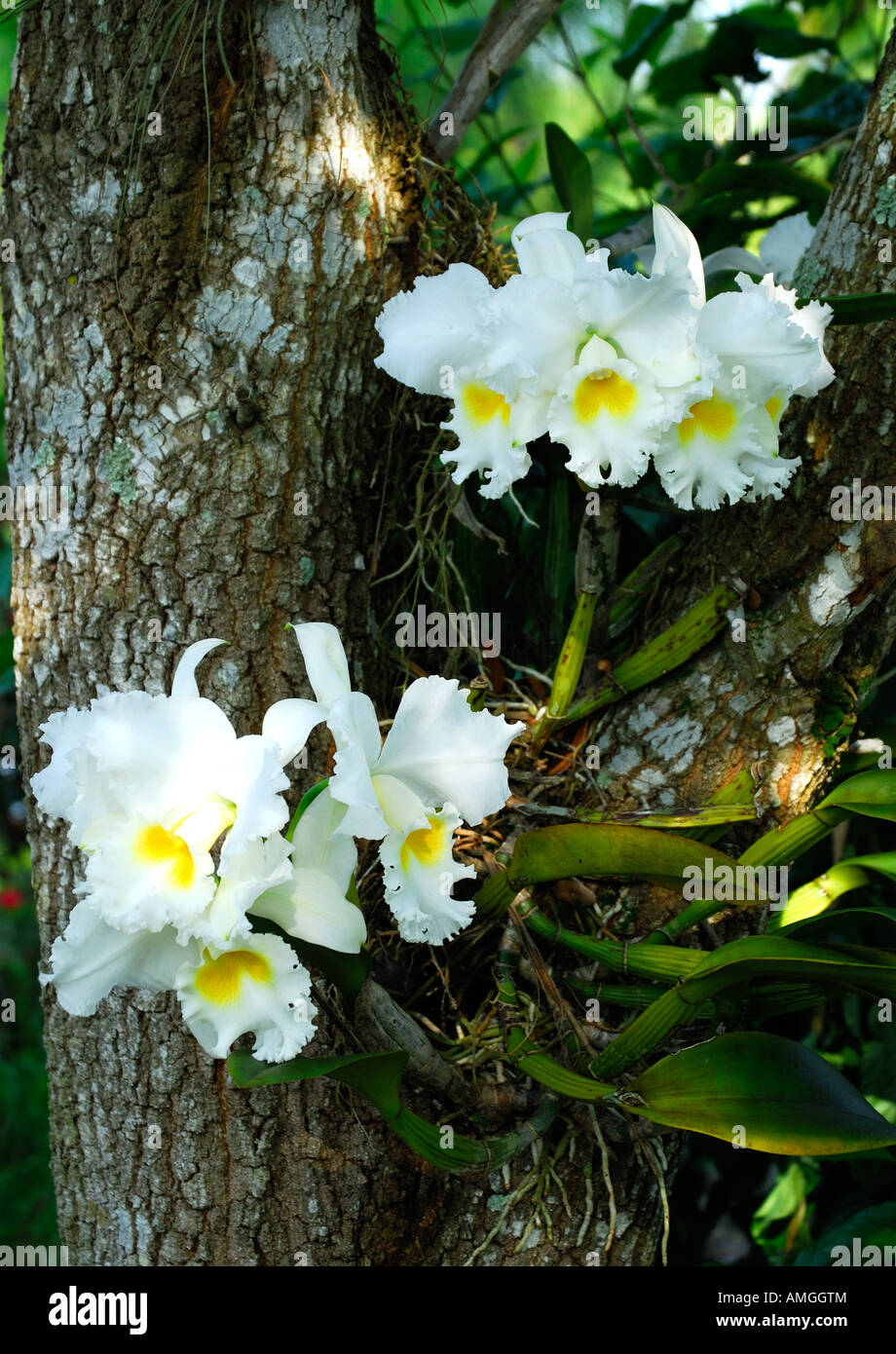 Orchids on tree Stock Photo