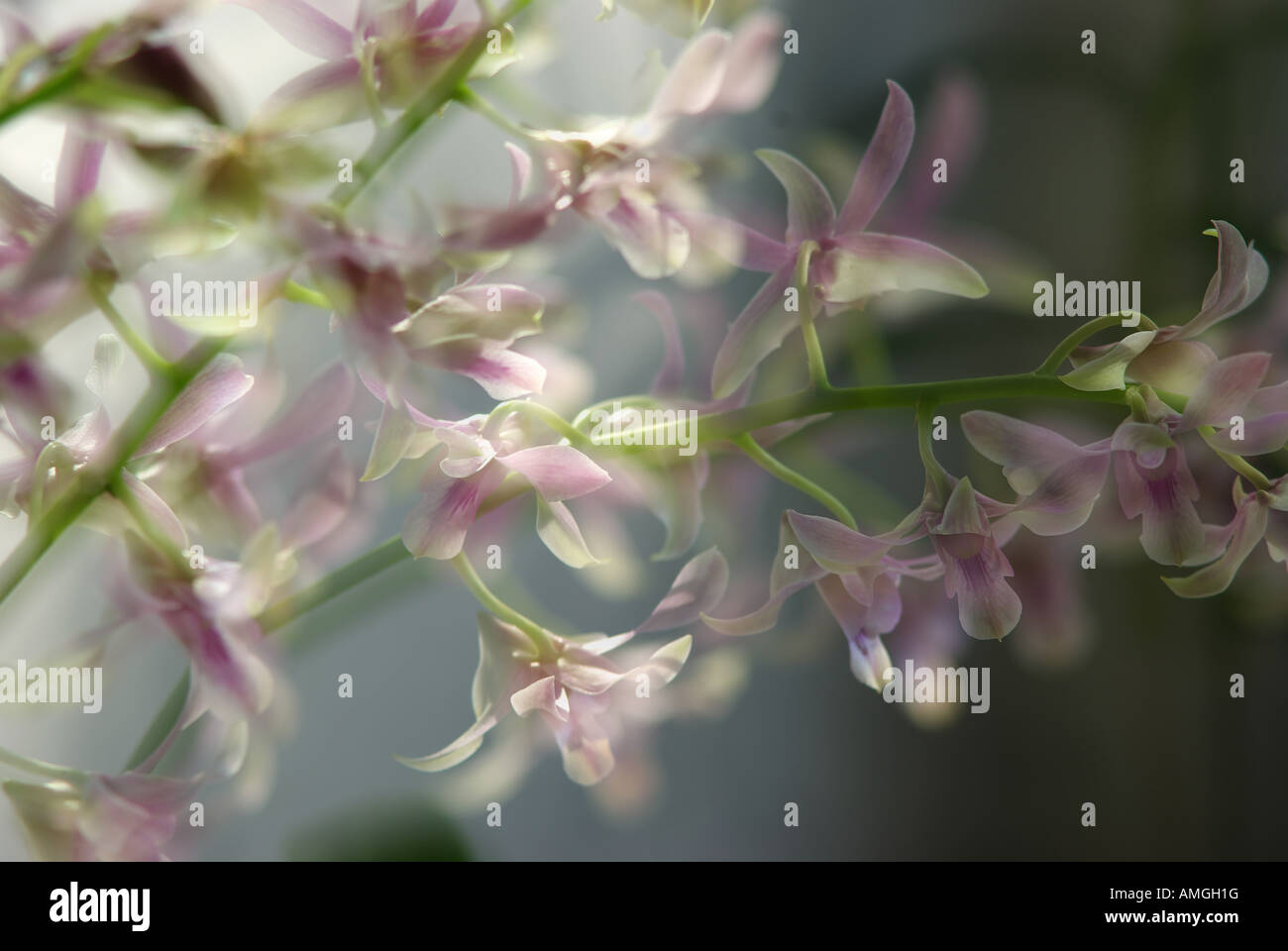 Orchid double exposure Stock Photo