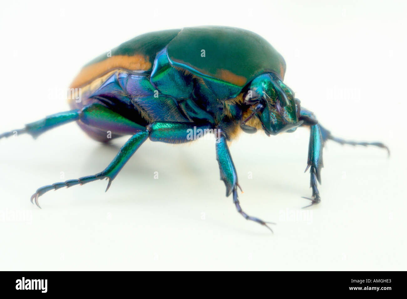 Metallic green fig beetle Cotinus texana Stock Photo Alamy