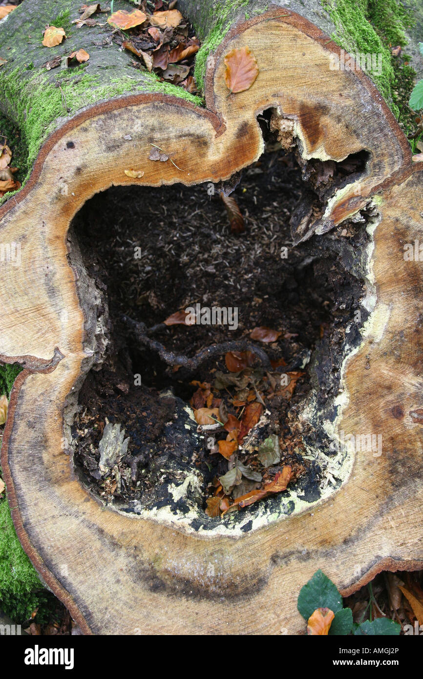 Fallen hollow tree Stock Photo - Alamy