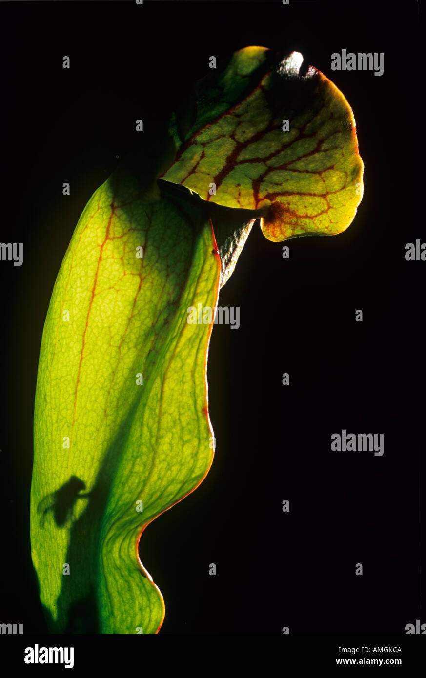 Pitcher Plant Sarracenia purpurea & Fly Stock Photo