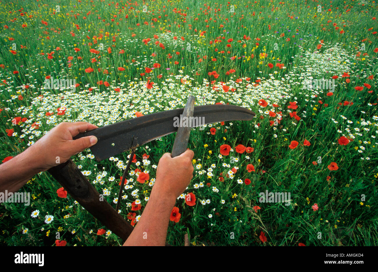 Reeper in Flowery Hay Meadow Bucks Stock Photo