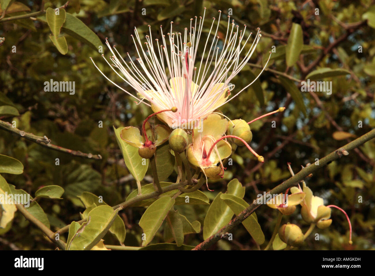 Caper Bush, Capparis tormentosa Stock Photo Alamy