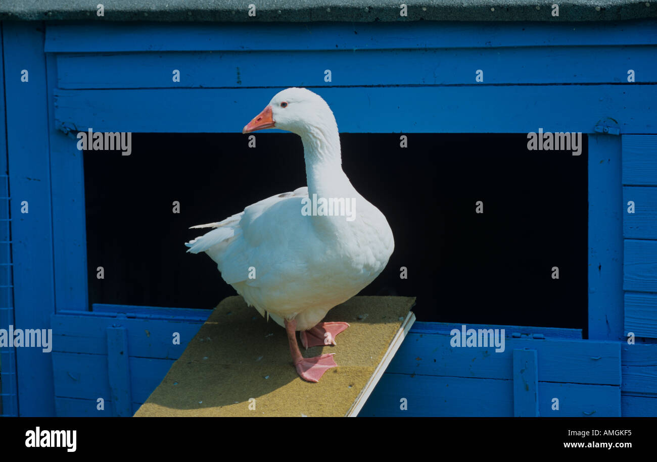 White Goose in Blue Shed Stock Photo