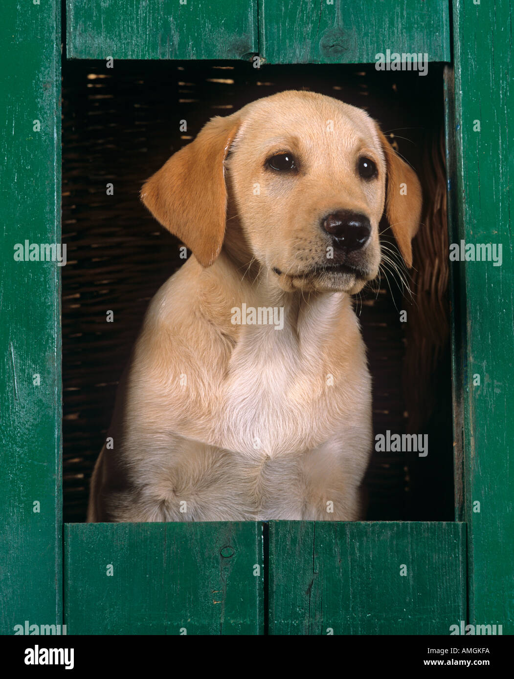 Yellow Labrador Puppy in Kennel Stock Photo